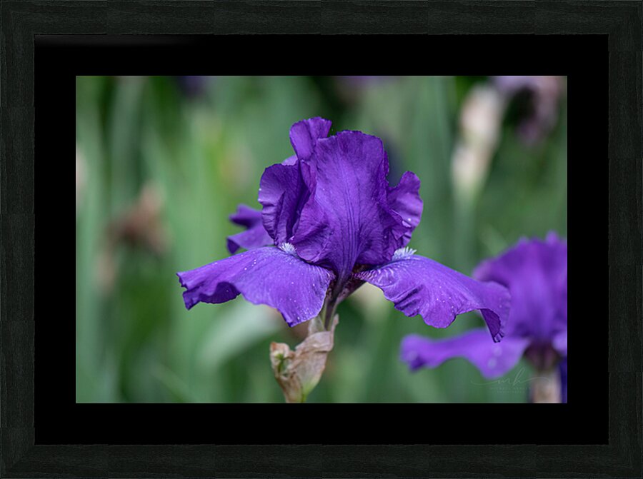 Majestic Violet Picture Frame print