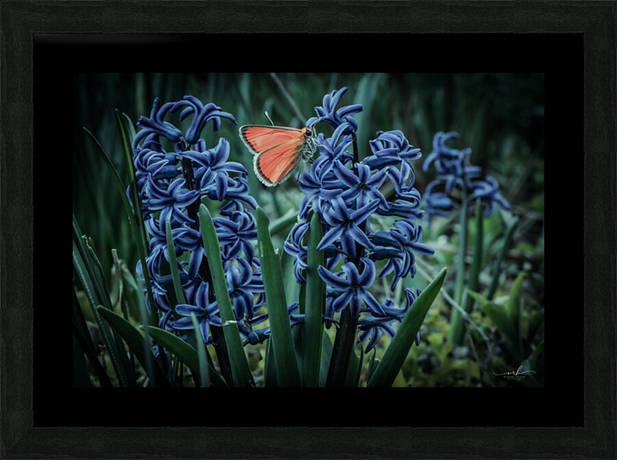 Harmony in Bloom  Picture Frame print