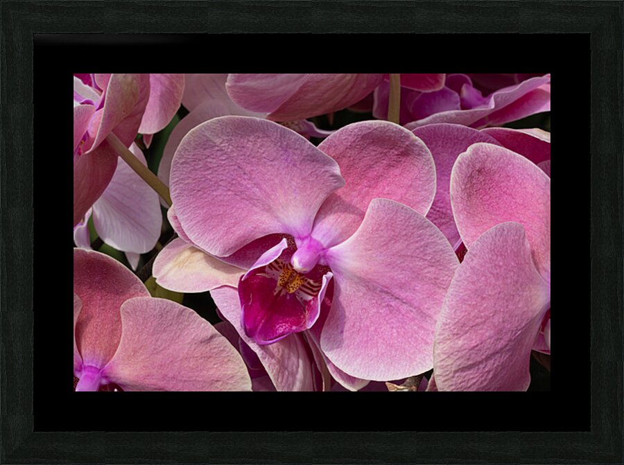 Whispers of Grace Impression et Cadre photo