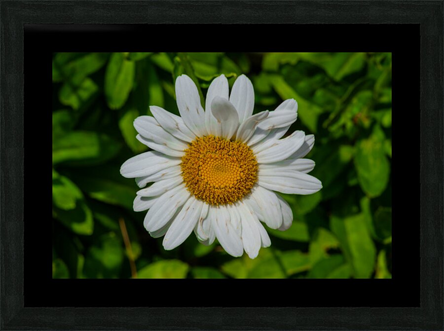 Solstice Whisper Picture Frame print