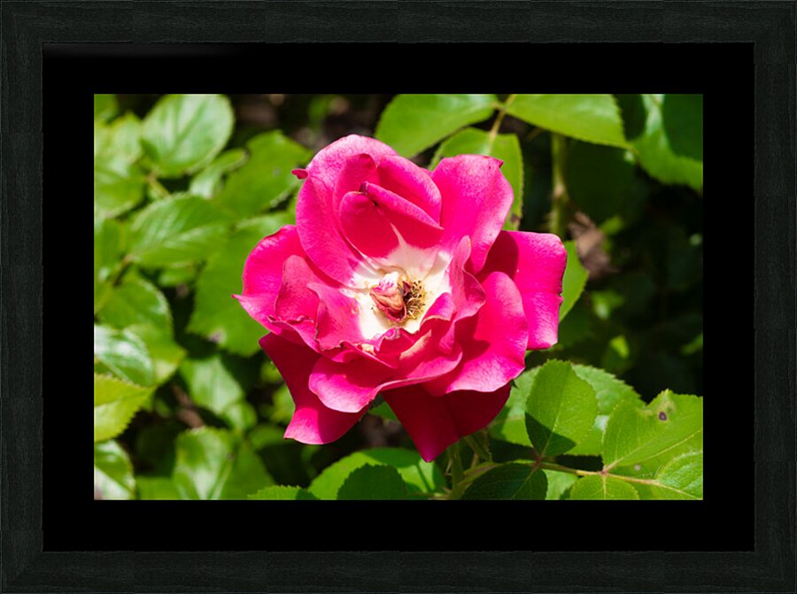 Roselle Rising Picture Frame print