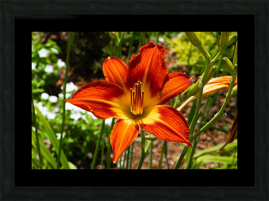 Ember Bloom Picture Frame print