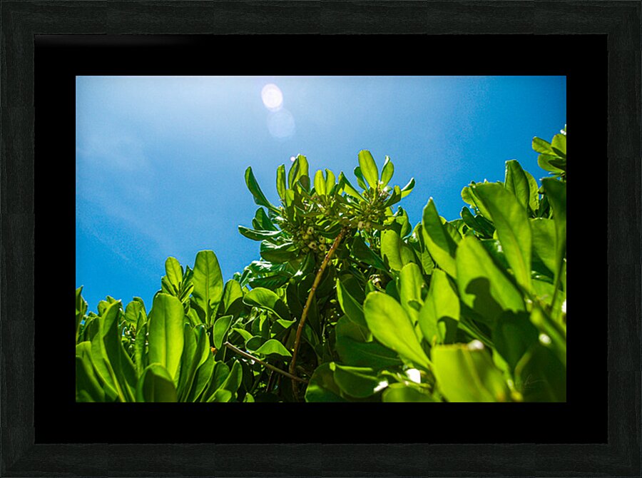 Upward Bloom Impression et Cadre photo