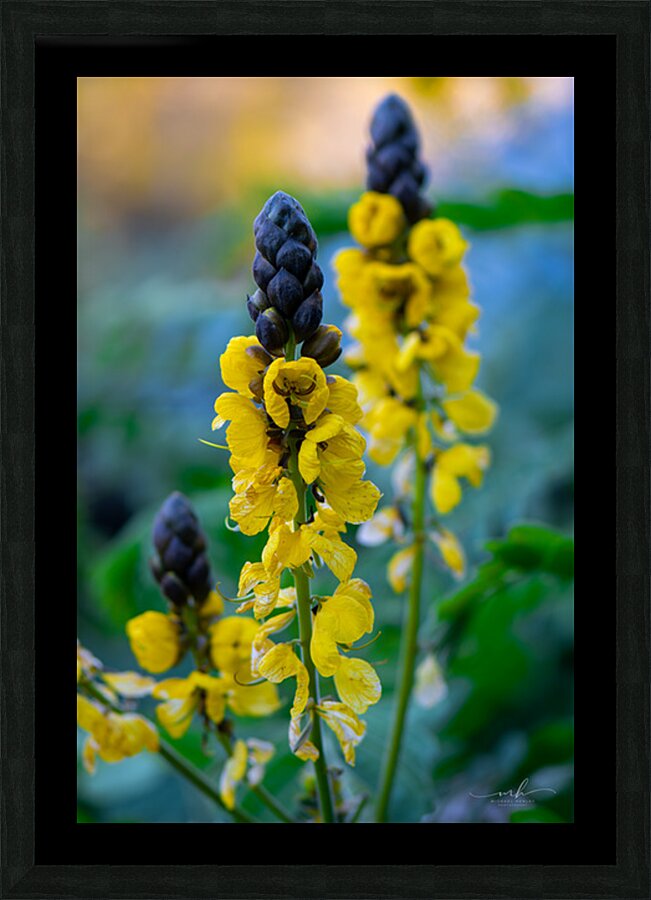 Whispers of Bloom and Light Picture Frame print
