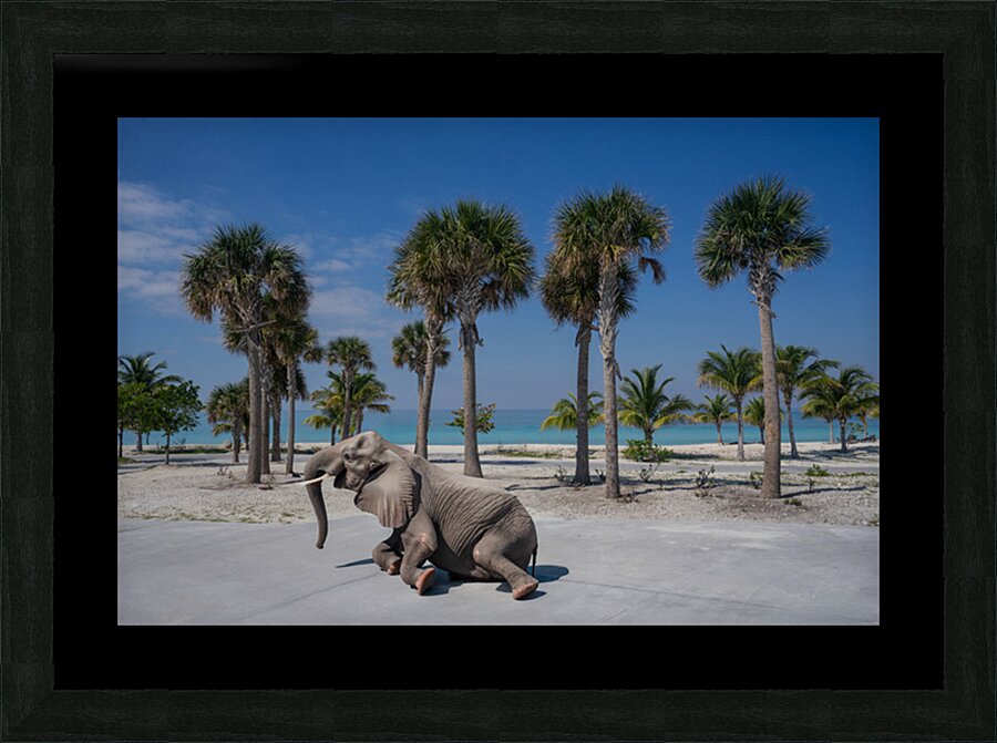 Elephant Beach Day Picture Frame print