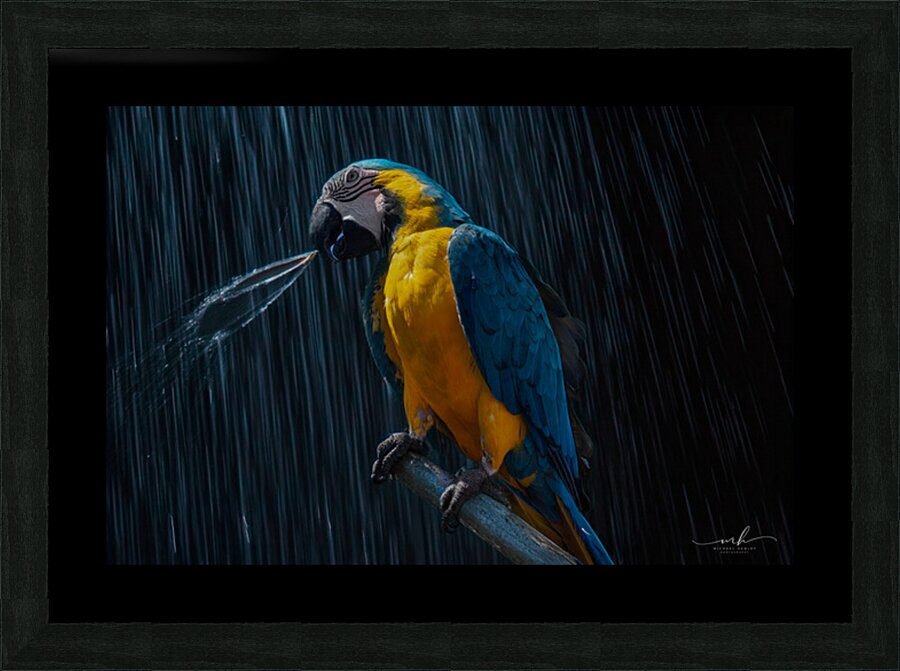 Rainforest Majesty Impression et Cadre photo