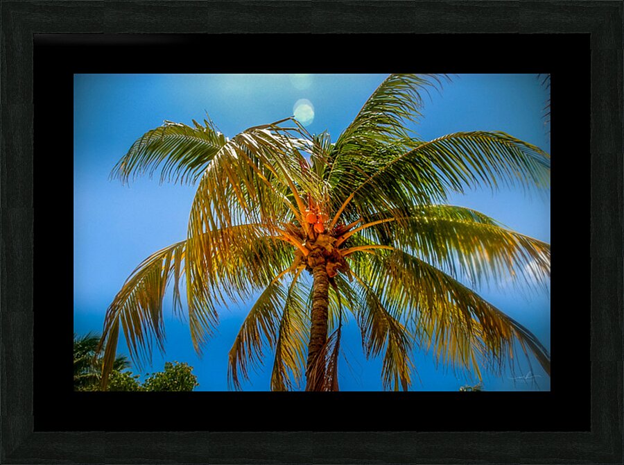 Miami Palm Picture Frame Printing