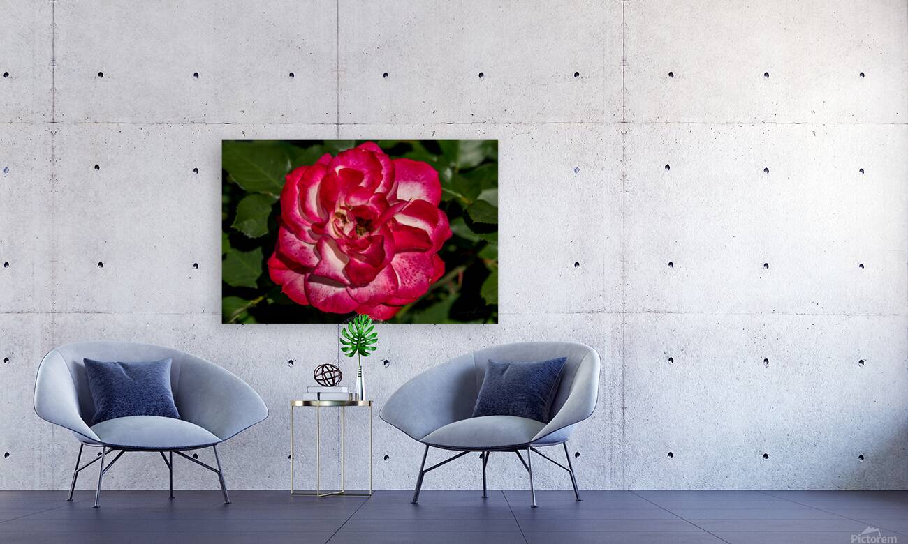 Rosey Delight Reproduction