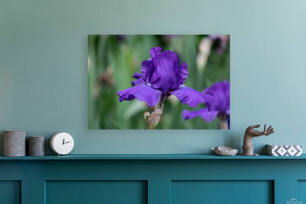 Majestic Violet Reproduction