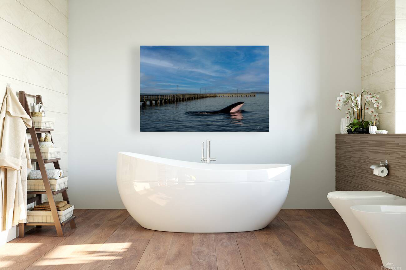 Serenity Interrupted Reproduction