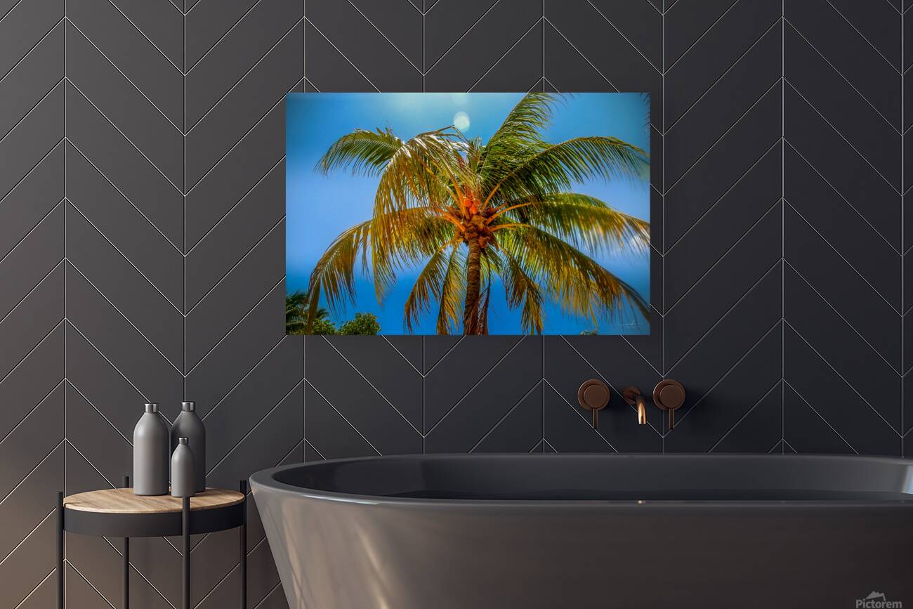 Miami Palm Reproduction