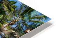 Palm Gate to the Atlantic HD Metal print