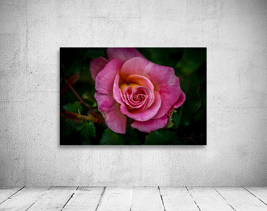 Blushing Beauty Wall Preview