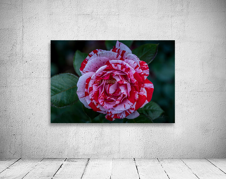 Peppermint Bloom Wall Preview