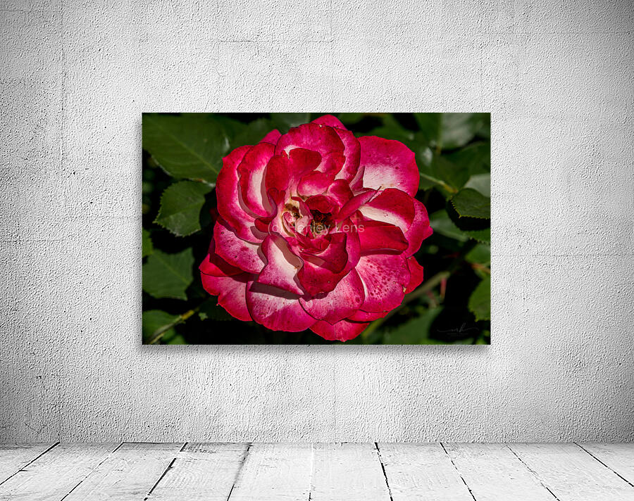 Rosey Delight Wall Preview