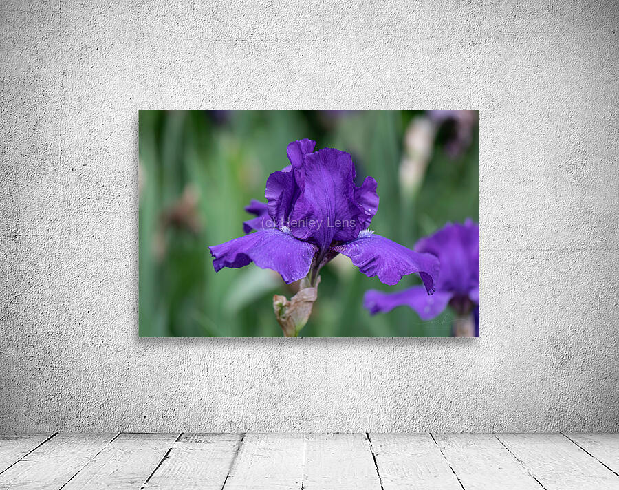 Majestic Violet Wall Preview