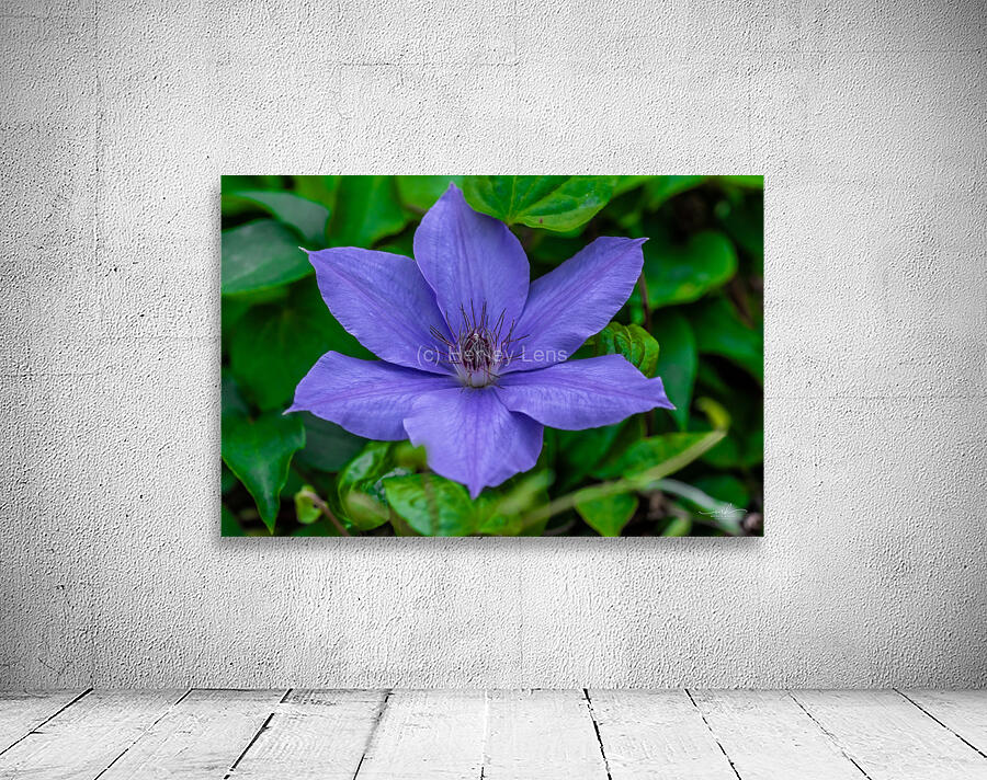 Radiant Bloom  Wall Preview