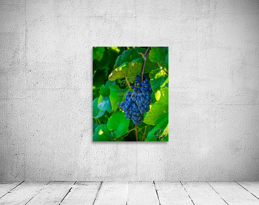 Moscato Wall Preview