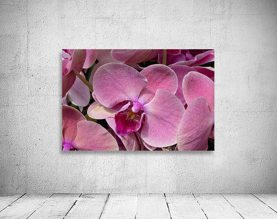 Whispers of Grace Wall Preview