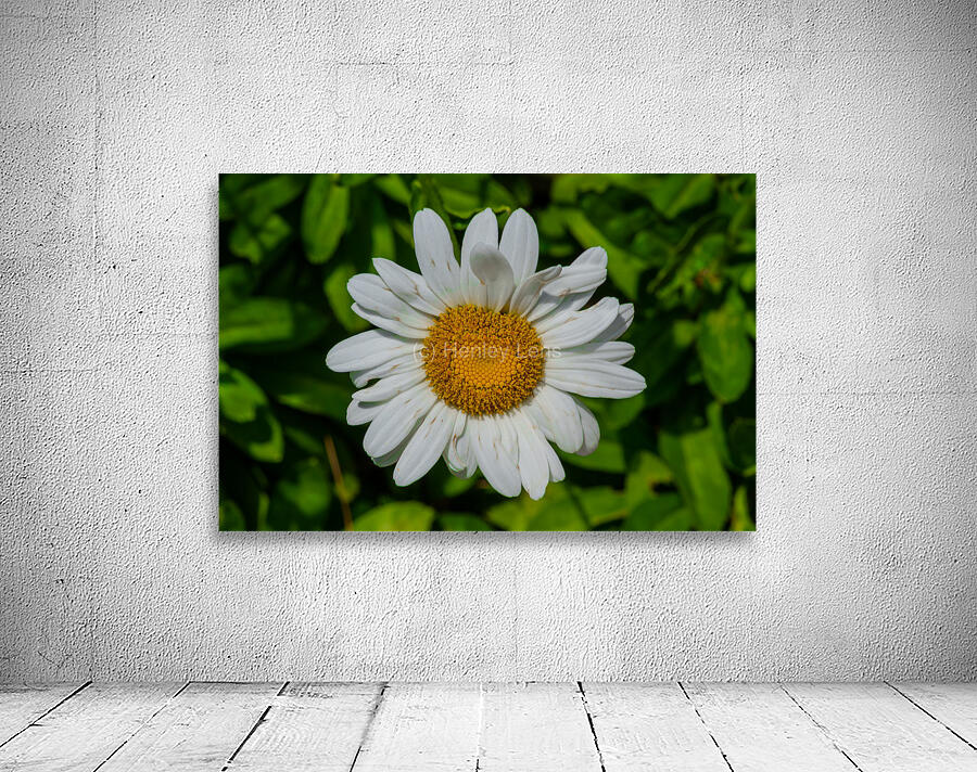 Solstice Whisper Wall Preview