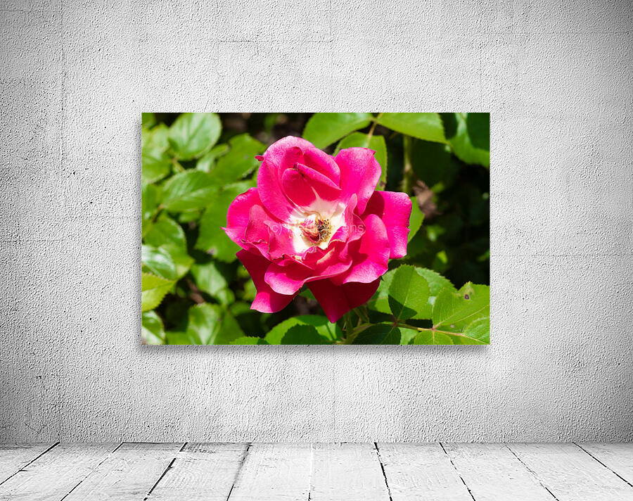 Roselle Rising Wall Preview