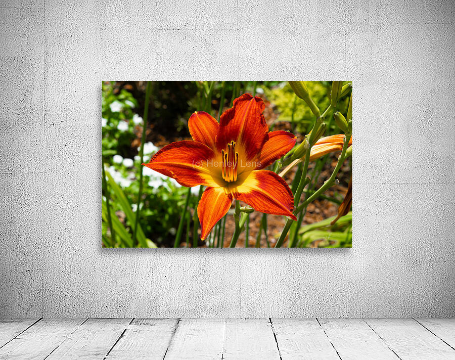 Ember Bloom Wall Preview