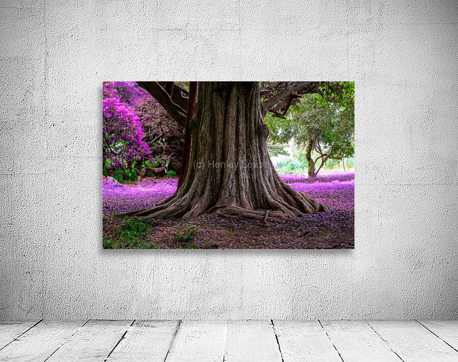 Majestic Roots Wall Preview