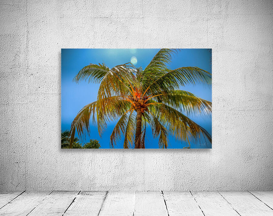 Miami Palm Wall Preview