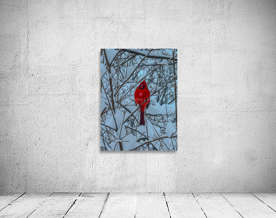 Cardinal in Winter Wall Preview