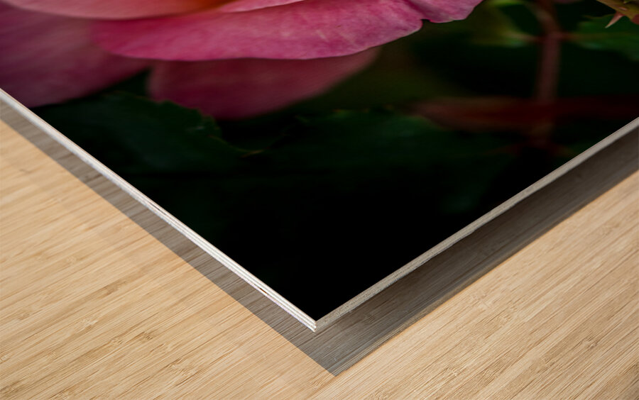 Blushing Beauty Wood print