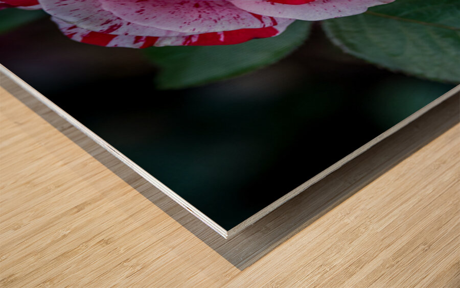 Peppermint Bloom Wood print