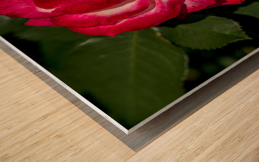 Rosey Delight Wood print