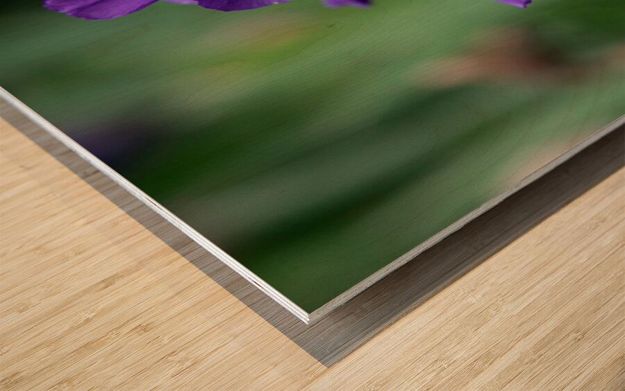 Majestic Violet Wood print