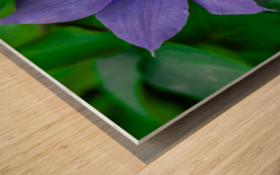 Radiant Bloom  Wood print