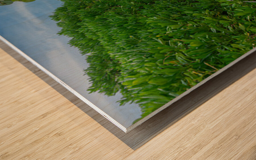 Path of Stillness Wood print