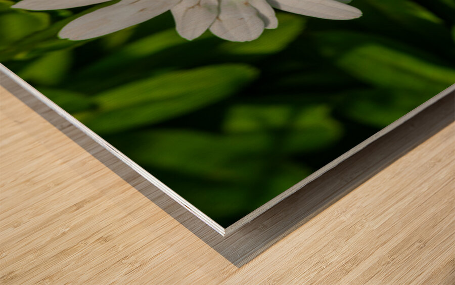 Solstice Whisper Wood print