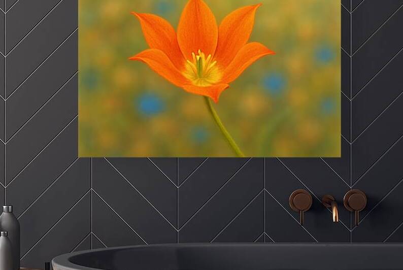 Radiant Orange Tulip Bloom   GIA2501 0440 ABS by JordiCarrio