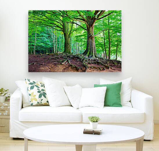 Mighty Beech Forest in Montseny - C1509-2774-GLA by JordiCarrio