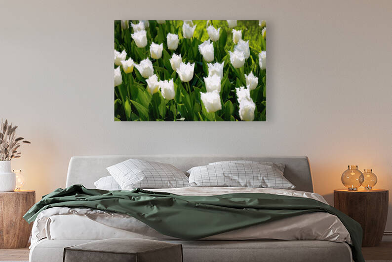 White Tulip Serenity - CR2305-9171-ORT by JordiCarrio