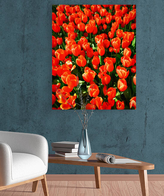 Crimson colored tulips - CR2305-9189-ORT by JordiCarrio