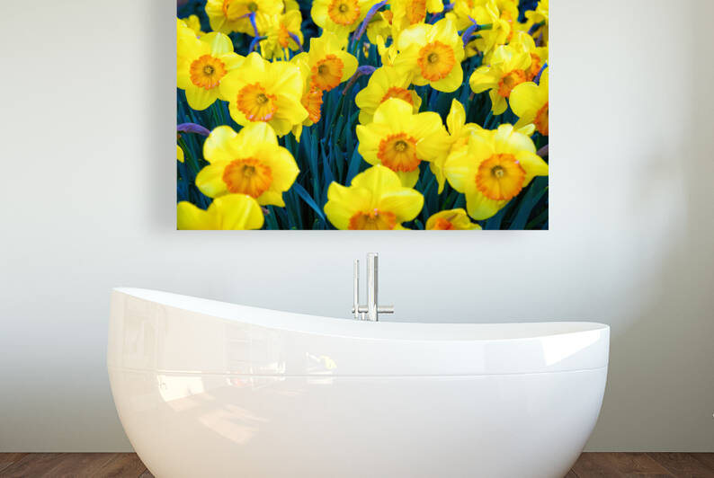 Yellow tulips. - CR2305-9199-ORT by JordiCarrio
