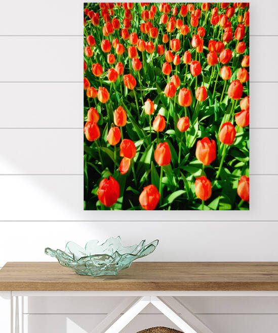 Crimson colored tulips - LU2305-1030385-ORT by JordiCarrio
