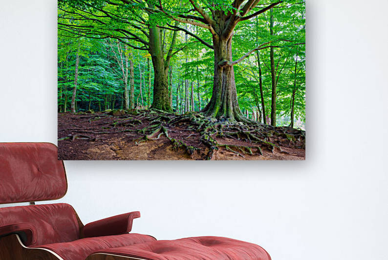 Majestic Montseny Beech Forest - C1509-2774-GLA by JordiCarrio