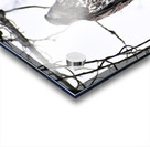 Eagle 2 Acrylic print