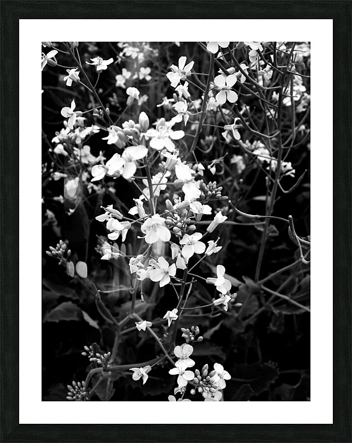 Canola Picture Frame print