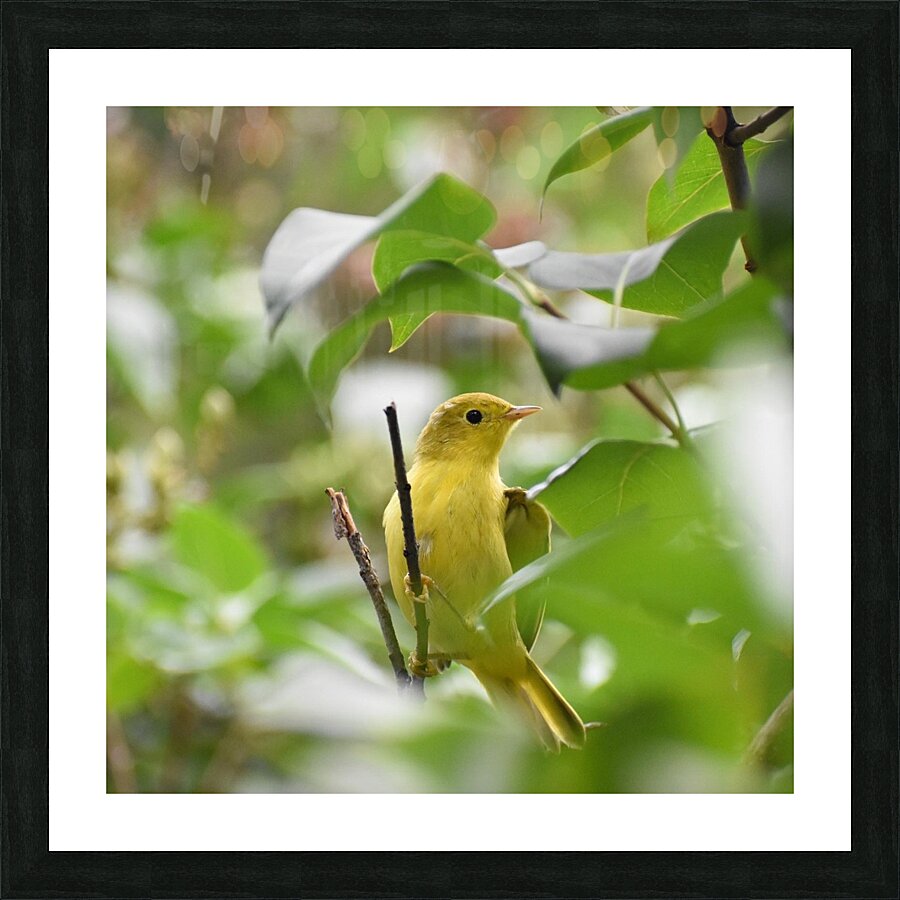 Yellow Warbler Picture Frame print