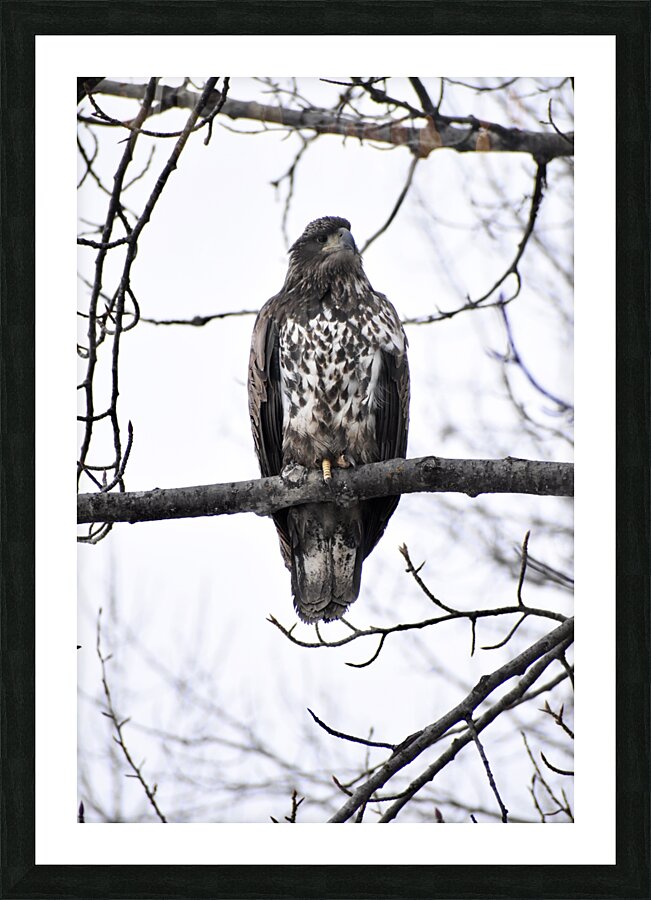 Eagle 2 Picture Frame print