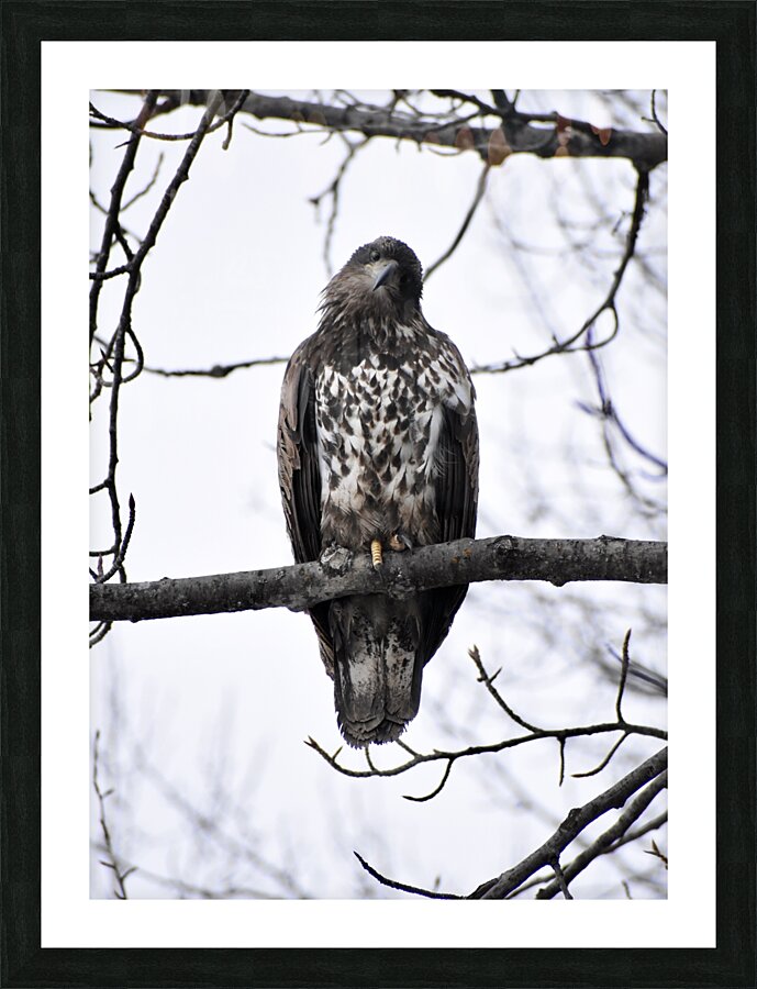Eagle 3 Picture Frame print