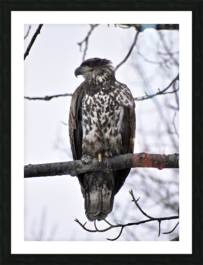 Eagle 1 Picture Frame print