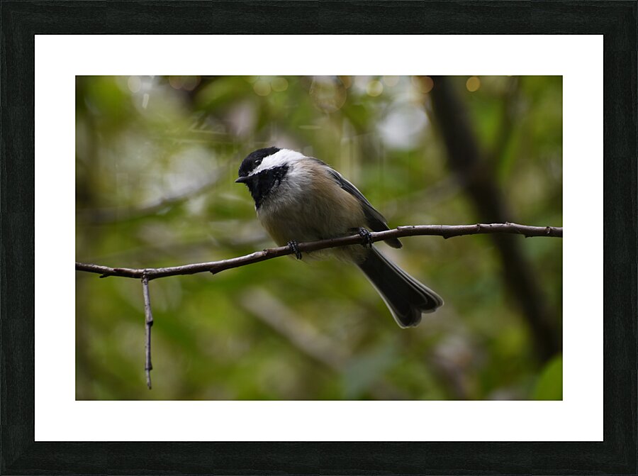 Chickadee 2 Picture Frame print